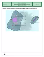 Vista previa - Hojas de trabajo - Cells - Complex Exercise - Horseshoe Crabs - página 2