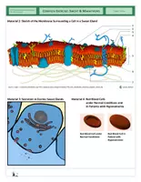 Vista previa - Hojas de trabajo - Cells - Complex Exercise - Sweat and Marathons - página 3