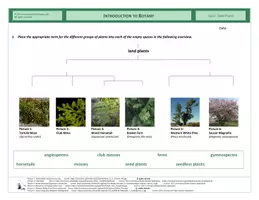 Vista previa - Hojas de trabajo - CLIL - Introduction to Botany - página 1