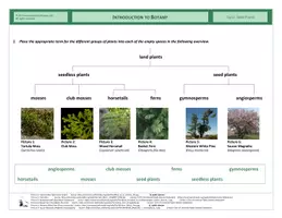 Vista previa - Hojas de trabajo - CLIL - Introduction to Botany - página 3