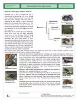 Vista previa - Hojas de trabajo - Evolution - Complex Exercise - Marsupials - página 1