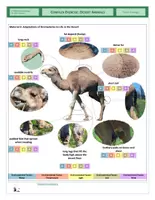 Vista previa - Hojas de trabajo - Ecology - Complex Exercise - Desert Animals - página 2