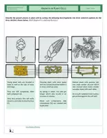 Vista previa - Hojas de trabajo - Cells - Growth in Plant Cells - página 2