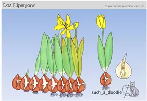 Vista previa - Manualidades / Dibujos para colorear - Año tulipán Tulipán Crecimiento del bulbo de tulipán - Portada
