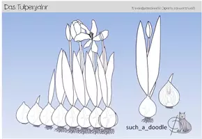 Vista previa - Manualidades / Dibujos para colorear - Año tulipán Tulipán Crecimiento del bulbo de tulipán - página 1