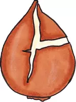 Vista previa - Manualidades / Dibujos para colorear - Año tulipán Tulipán Crecimiento del bulbo de tulipán - página 2