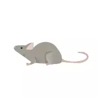 Vista previa - Elementos para la creación de materiales - Cliparts Imágenes prediseñadas Mascotas - página 3