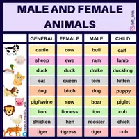 Vista previa - Decoración del aula - Male & Female Animals - Portada