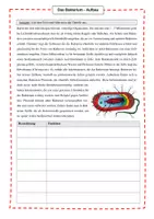 Vorschau - Stundenentwürfe - Bakterium - Aufbau und Schülervorstellung - Seite 1