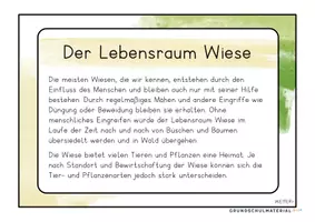 Vorschau - Stationenlernen - Wiesenarten Wissenskartei - Seite 2