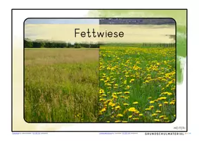 Vorschau - Stationenlernen - Wiesenarten Wissenskartei - Seite 3