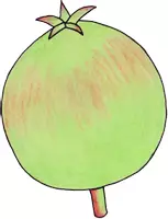 Vorschau - selbst erstellte Cliparts/Grafiken - Cliparts Apfeljahr: Vom Kern zum Apfel - Seite 3