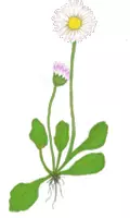 Vorschau - selbst erstellte Cliparts/Grafiken - Wiesenblumen Clip Arts in Farbe und als Ausmalbilder - Seite 3