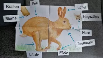 Vorschau - Präsentationen/Tafelbilder - der Hase - Plakat/ Bild mit Wortkarten - Seite 2