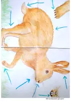 Vorschau - Präsentationen/Tafelbilder - der Hase - Plakat/ Bild mit Wortkarten - Seite 3