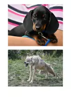 Vorschau - Stundenentwürfe - Vom Wolf zum Hund - 3-fach differenziert - Seite 3