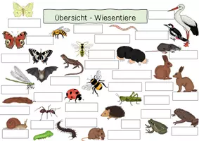 Vorschau - Arbeitsblätter - Arbeitsblatt - Wiesentiere - Seite 2