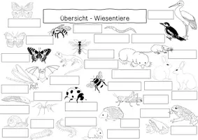 Vorschau - Arbeitsblätter - Arbeitsblatt - Wiesentiere - Seite 3