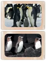 Vorschau - Präsentationen/Tafelbilder - Wort- und Bildmaterial zum Pinguin - Seite 2