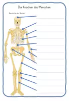 Vorschau - Arbeitsblätter - Materialpaket Körper beschriften Klasse 2, 3, 4 Knochen, Organe, Sinne - Deckblatt