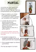 Vista previa - Manualidades / Dibujos para colorear - órganos XXL modelo de abanico – Disposición de los órganos - página 1