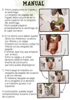 Vista previa - Manualidades / Dibujos para colorear - órganos XXL modelo de abanico – Disposición de los órganos - página 2