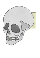 Vista previa - Manualidades / Dibujos para colorear - órganos XXL modelo de abanico – Disposición de los órganos - página 3