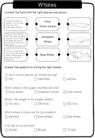 Vista previa - Decoración del aula - Whales - work sheets + fact sheets + picture cards - página 2
