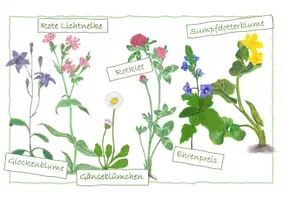Vorschau - Arbeitsblätter - Wiesenblumen Arbeitsblatt - Seite 1