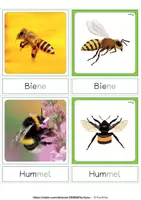 Vorschau - Spiele - Insekten und andere kleine Tierchen - Memory, Tafelmaterial - Seite 3