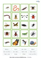 Vorschau - Arbeitsblätter - Insekten und ander kleine Tierchen - Klettmappe, Arbeitsblätter - Seite 1