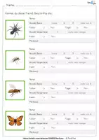 Vorschau - Arbeitsblätter - Insekten und andere kleine Tierchen - Seite 3