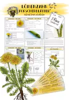 Vorschau - Arbeitsblätter - Löwenzahn Forscherblätter - Deckblatt