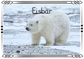 Vorschau - Poster - Themenplakate - Eisbär (gratis) - Deckblatt