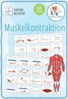Vorschau - Spiele - Muskelkontraktion - Sortieraktivität (Abitur) - Deckblatt