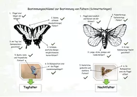 Vorschau - Arbeitsblätter - Tagfalter oder Nachtfalter - Unterschiede erkennen! - Seite 2
