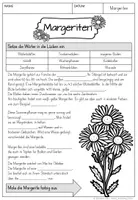 Vorschau - Arbeitsblätter - Margerite Unterrichtsmaterial Sommerblumen - Seite 3