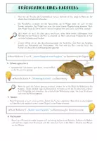 Vorschau - Arbeitsblätter - Fisch - Präparationsanleitung: Am Beispiel eines Karpfens - Seite 3