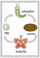 Vorschau - Arbeitsblätter - Schaubild und Arbeitsblatt: "The very hungry caterpillar" (Eric Carle) - Seite 1