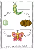 Vorschau - Arbeitsblätter - Schaubild und Arbeitsblatt: "The very hungry caterpillar" (Eric Carle) - Seite 2