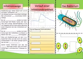 Vorschau - Stundenentwürfe - Flyer - Viren, Bakterien, Infektionswege, Krankheitserreger - Seite 2