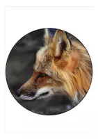 Vorschau - Mal- und Bastelvorlagen - Fuchsklasse Wimpel / Girlande Schulanfang mit dem Klassentier Fuchs - Seite 2