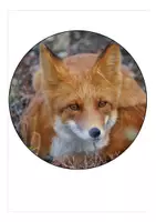 Vorschau - Mal- und Bastelvorlagen - Fuchsklasse Wimpel / Girlande Schulanfang mit dem Klassentier Fuchs - Seite 3
