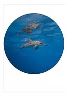 Vorschau - Mal- und Bastelvorlagen - Delfinklasse Wimpel für den Schulanfang - Seite 3