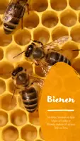 Vorschau - Arbeitsblätter - Bienen - Arbeitsblätter, Tafelmaterial & digitale Aufgaben - Deckblatt