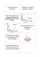 Vorschau - Stundenentwürfe - Mystery über Sexualhormone - Deckblatt