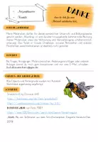 Vorschau - Merkblätter - Übersichtsblätter Wildbienen- und Hummelarten - Seite 1