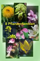 Vorschau - Arbeitsblätter - 8 Pflanzenfamilien - Deckblatt