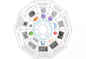 Vorschau - Spiele - Eukaryotische Organellen – Legekreis - Seite 1
