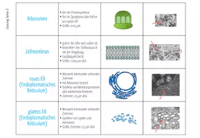 Vorschau - Unterrichtsreihen - SUPER-MEGA-PAKET: 650+ Biologie Spiele und Materialien - Seite 3